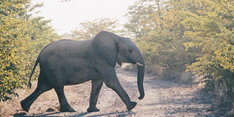 Wat olifantenpaadjes ons leren
